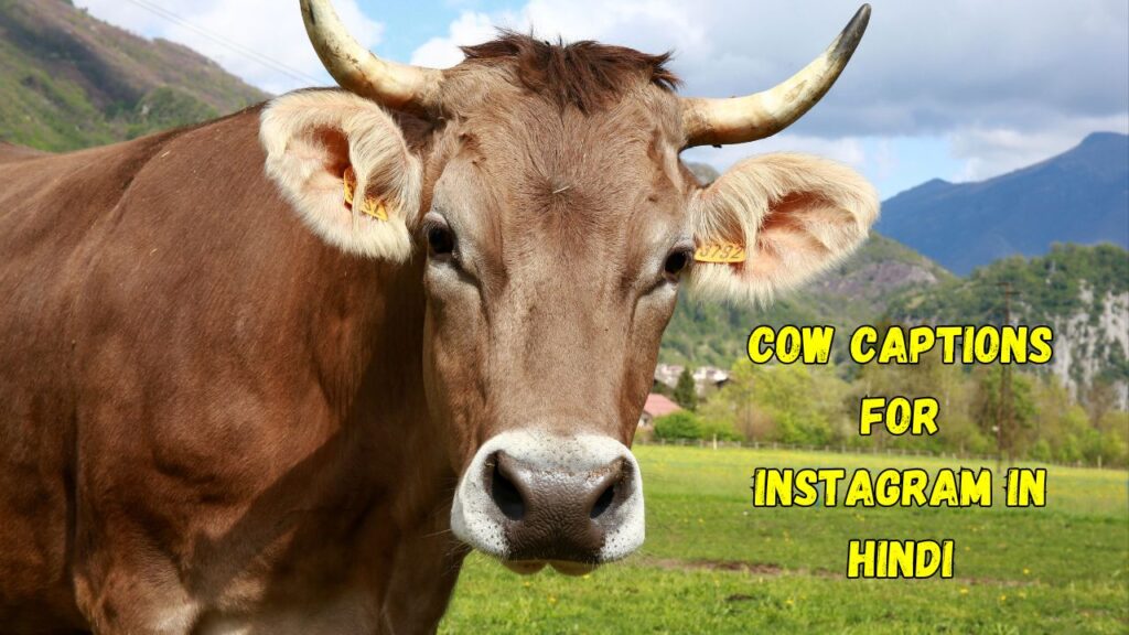 Cow Captions for Instagram in Hindi