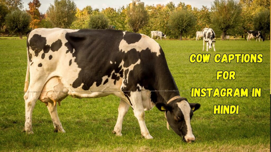 Cow Captions for Instagram in Hindi