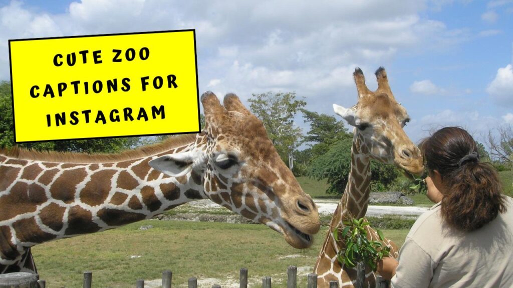 Cute Zoo Captions For Instagram