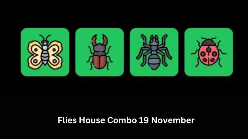 Flies House Combo 19 November