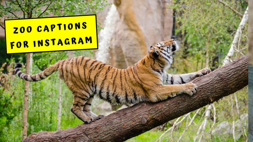 Zoo Captions For Instagram