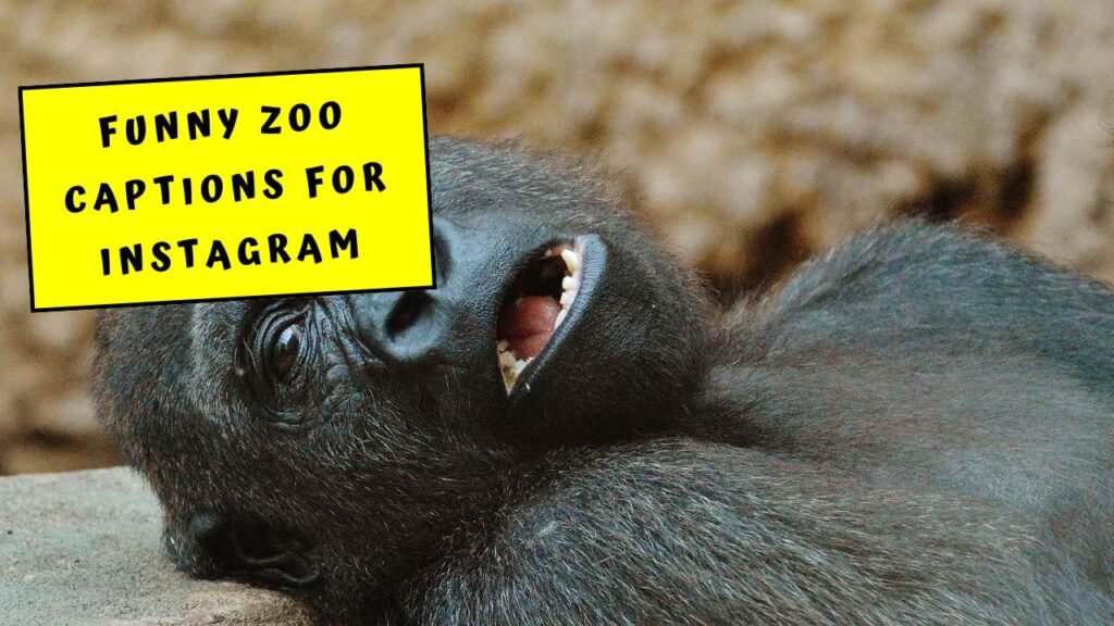 Funny Zoo Captions For Instagram