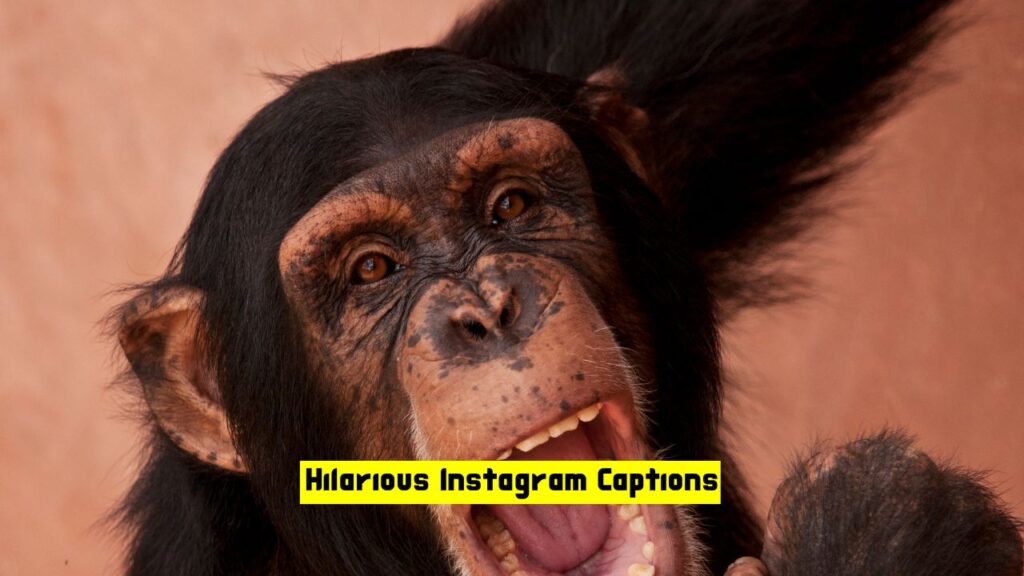 Hilarious Instagram Captions