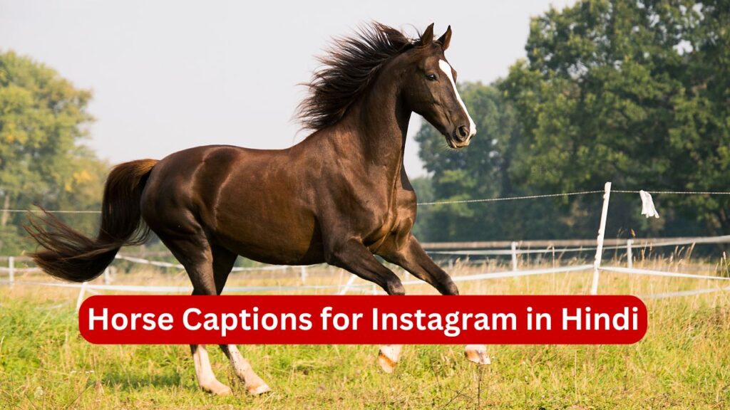 Horse Captions for Instagram in Hindi