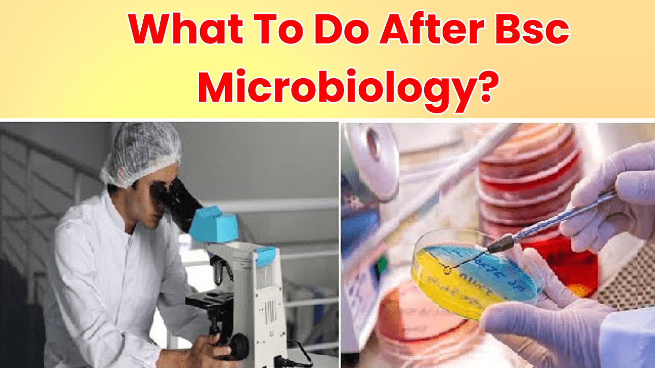 What To Do After Bsc Microbiology?