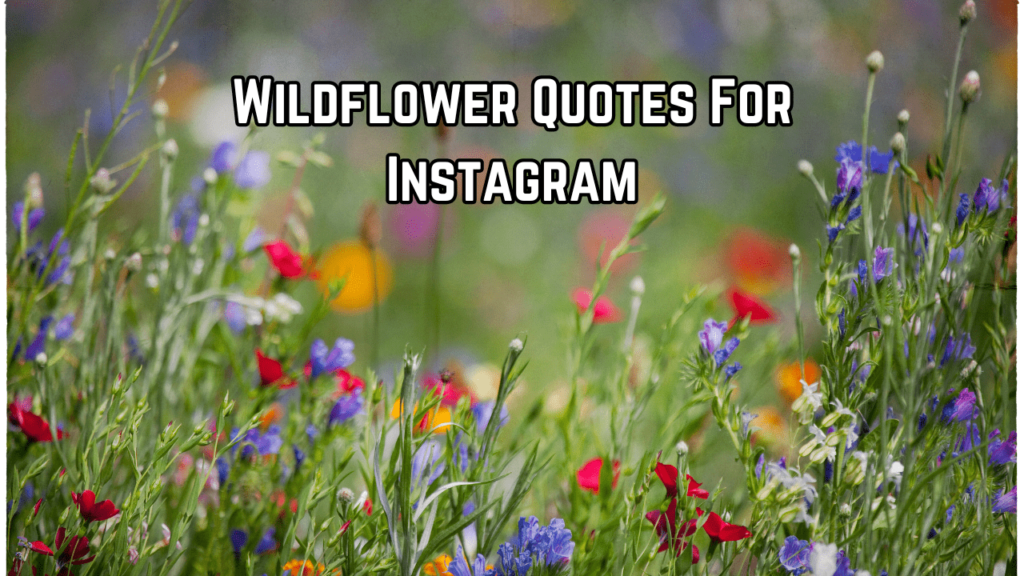 Wildflower Quotes For Instagram
